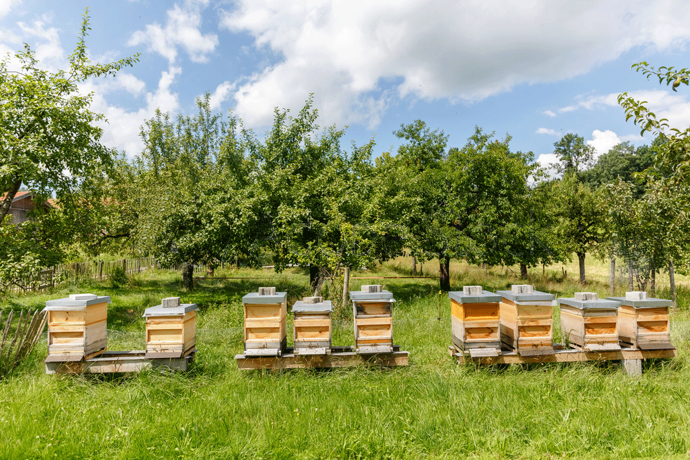 Đừng chú trọng mật ong rừng hay mật ong nuôi