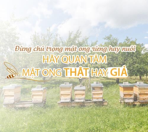 Đừng chú trọng mật ong rừng hay mật ong nuôi
