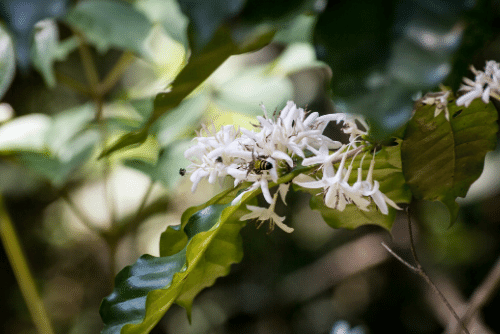 loài hoa ong lấy mật