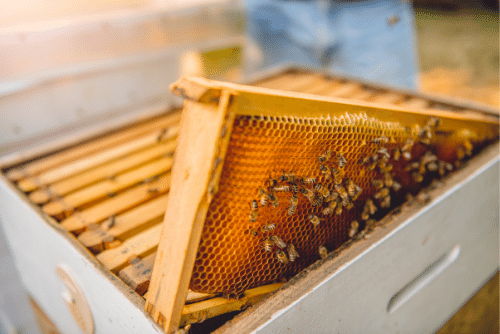 mật ong nuôi giá bao nhiêu 1 lít