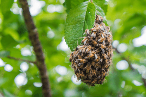 mật ong rừng giá bao nhiêu 1 lít