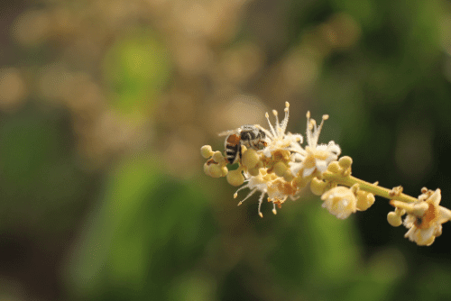 Nơi bán mật ong nguyên chất ở tphcm