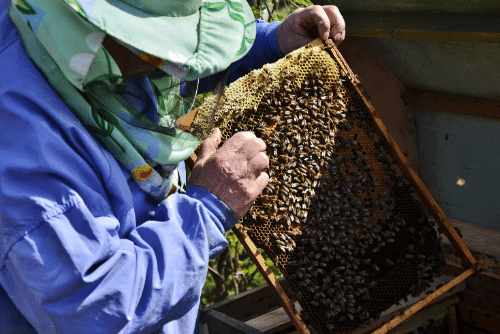 Nơi bán mật ong nguyên chất ở tphcm