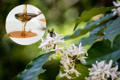 Đặc điểm của mật ong hoa cà phê