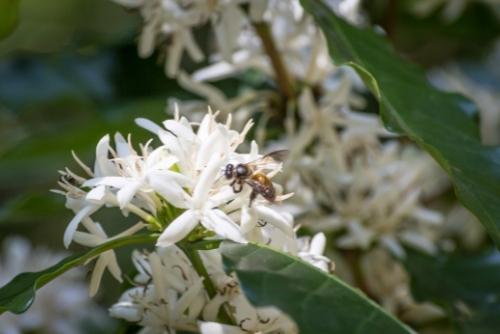 Đặc điểm của mật ong hoa cà phê