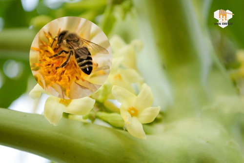 Hoa đu đủ ngâm mật ong có tác dụng gì