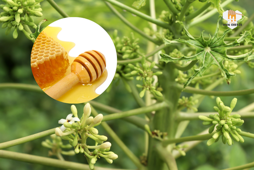 Hoa đu đủ ngâm mật ong có tác dụng gì