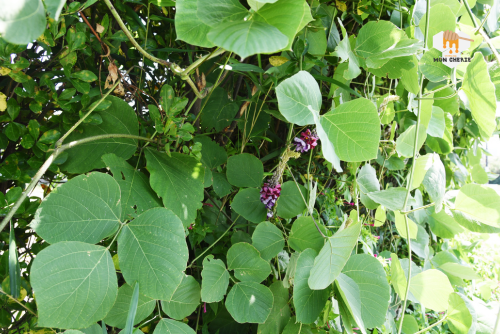 Bột sắn dây – Thần dược thiên nhiên cho sức khỏe