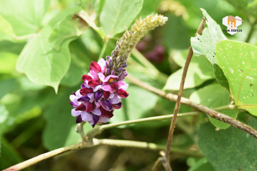 Kết luận cách thải độc bằng bột sắn dây