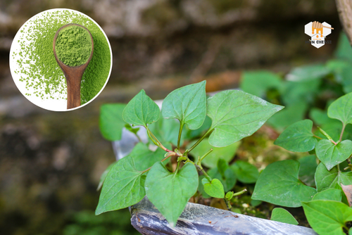 Nên Uống Bột Diếp Cá Vào Lúc Nào?