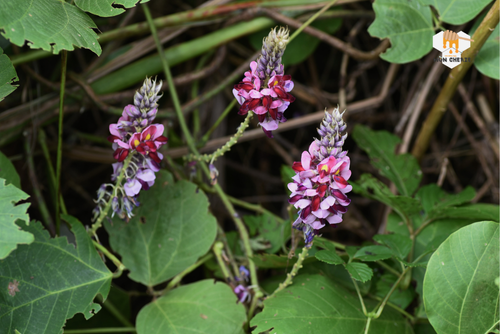 Công Dụng Của Sắn Dây Trong Việc Chữa Táo Bón