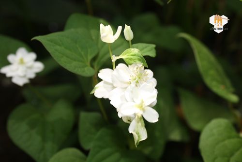 Tác dụng của lá diếp cá đối với sức khỏe